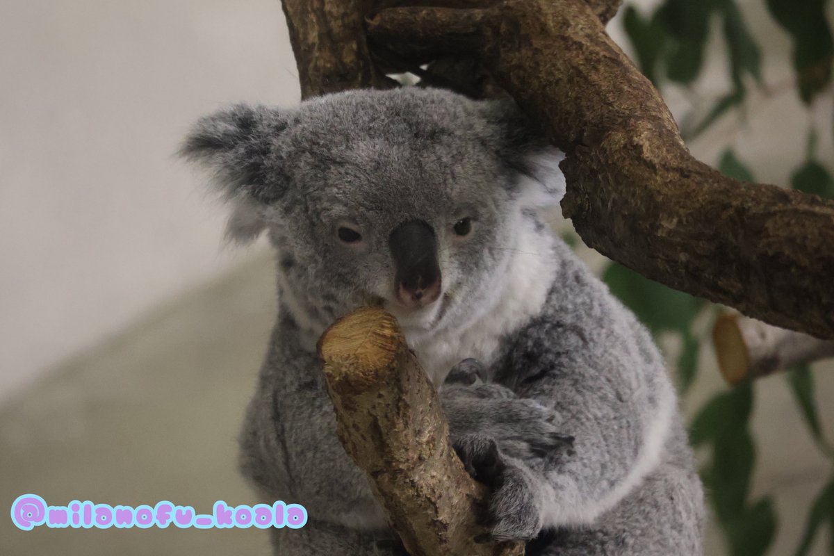 座高測定あずちゃん 2025.12.5 #あずま #コアラ #多摩動物公園