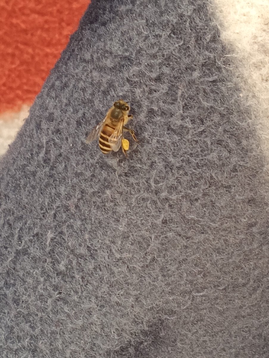 ModgilRuchika's tweet photo. Bee-autifully loaded! 
This little one is bringing home the goods. 🍯
 #bee #naturelovers #wildlife #pollen https://t.co/xWsdBt6NdL