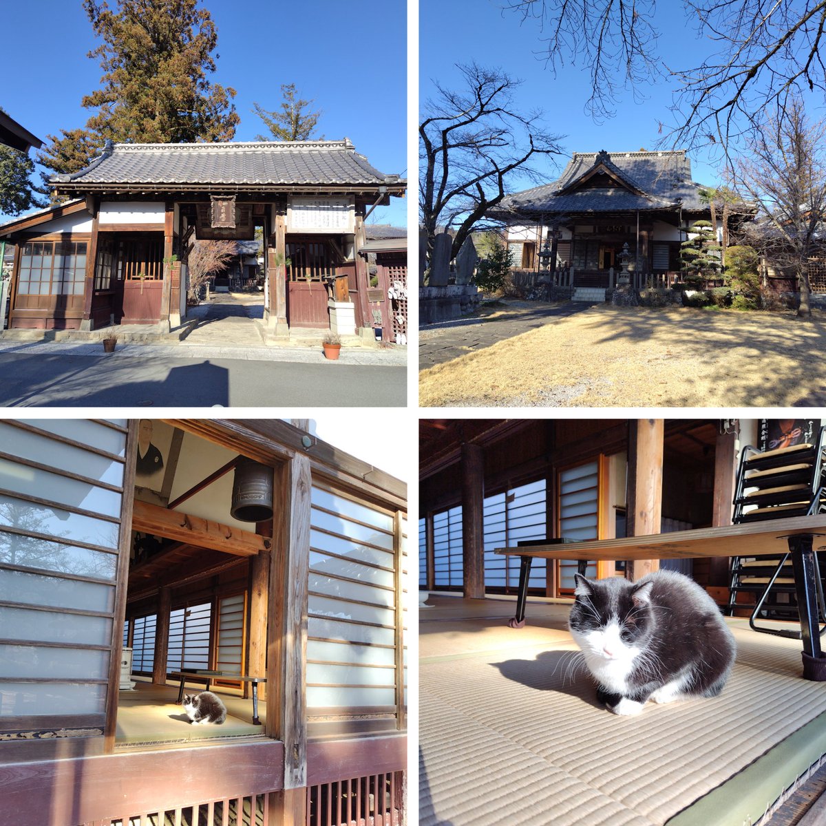 年の瀬参り🛕十輪寺の看板猫のピーちゃんが日向ぼっこ中🐈‍⬛🐾穏やかな年の瀬です😊
#小鹿野町
#十輪寺
#神社仏閣巡り
#年の瀬参り
#ハチワレ猫