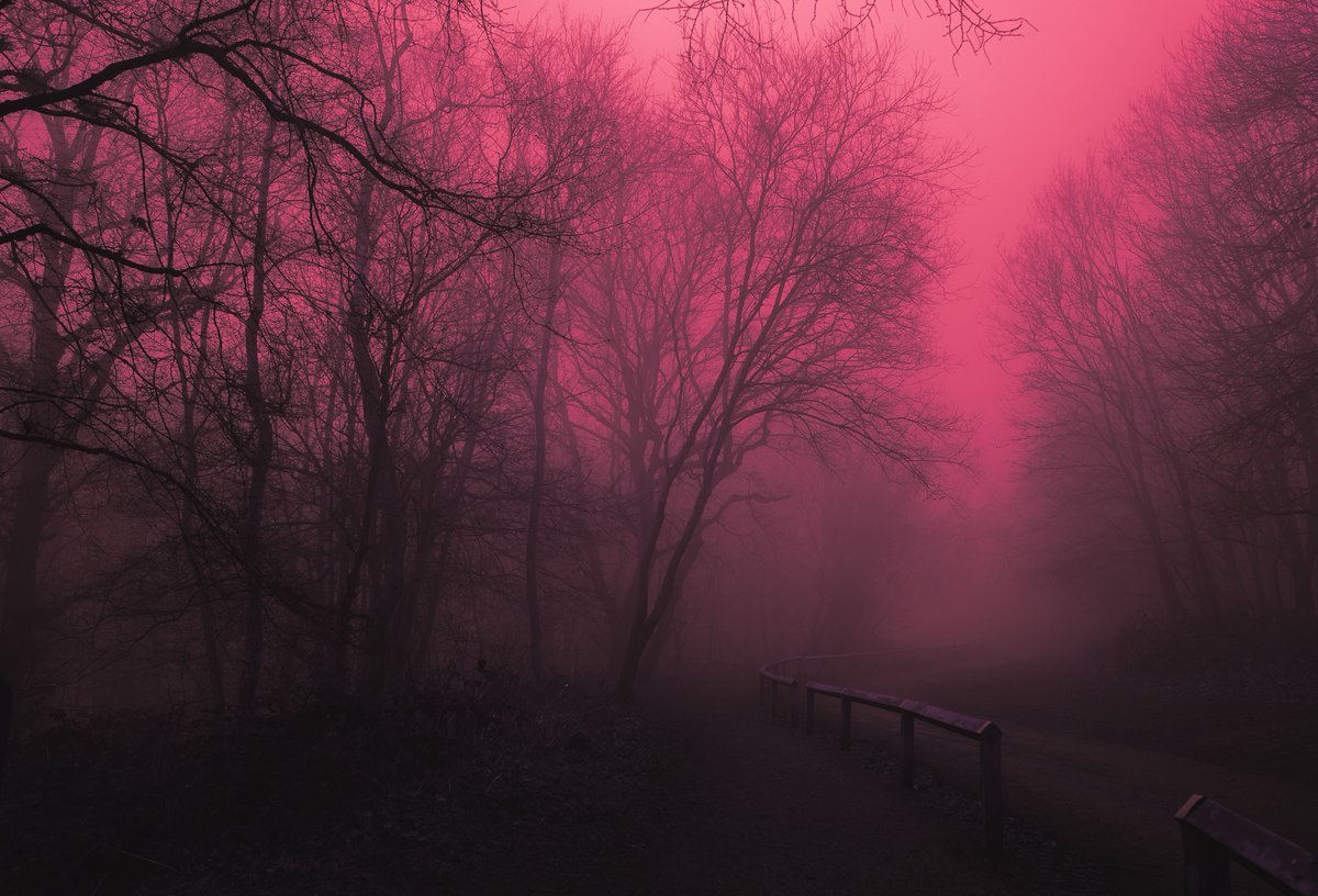 zosphotos's tweet image. A walk in pink