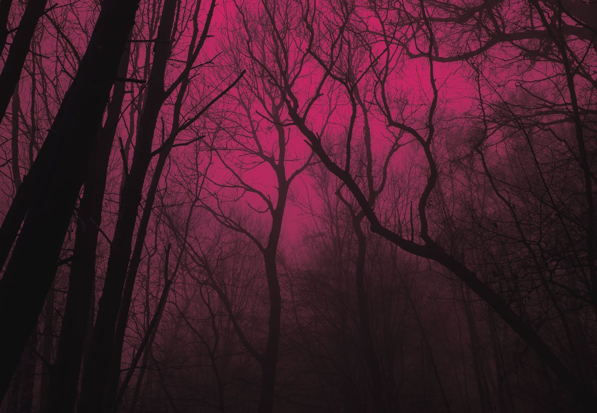 zosphotos's tweet image. A walk in pink