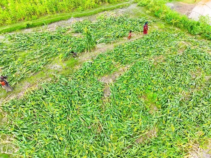 Afar National Regional State President Office tweet media