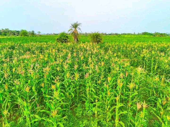 Afar National Regional State President Office tweet media