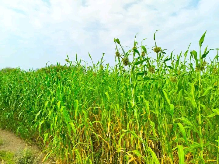 Afar National Regional State President Office tweet media