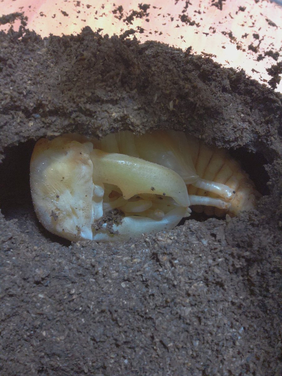 DTせきぐち tweet media