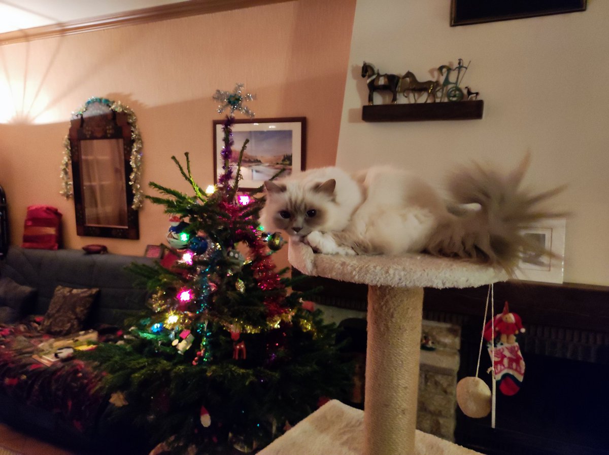Hi furriends !😻 A big Miaou* from the far west (Brest City). I'm happy to enjoy my giant Cat Tree again. It is even higher than the 🎄!! (*meow) Purrs!! #catsoftwitter #catsofx #catsonx #CatsOfX