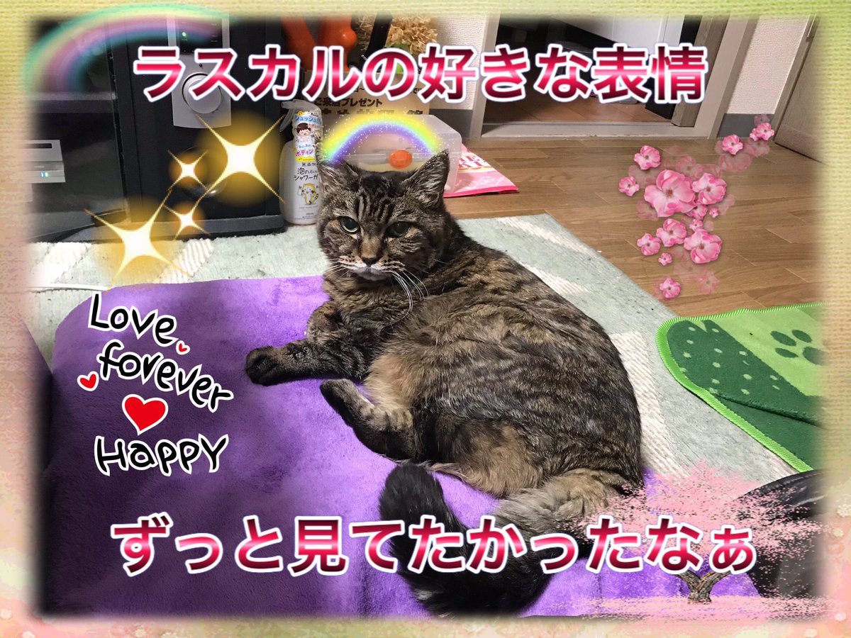 【ラスカル69回目の月命日】
ラスカル、一緒に年越しをした事を思い出すね🙂
毎月30日はやっぱり寂しい気持ちになるけど
ラスカルを忘れずにいてくれるお友達に感謝✨
お空のお友達とご馳走も沢山食べよう😊
＃猫 
＃キジトラ
＃猫好きさんと繋がりたい 
＃月命日
＃虹の橋