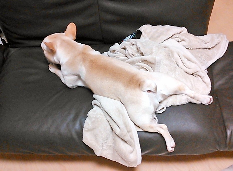 initial_kuro's tweet image. #2025年末バックショットグランプリ