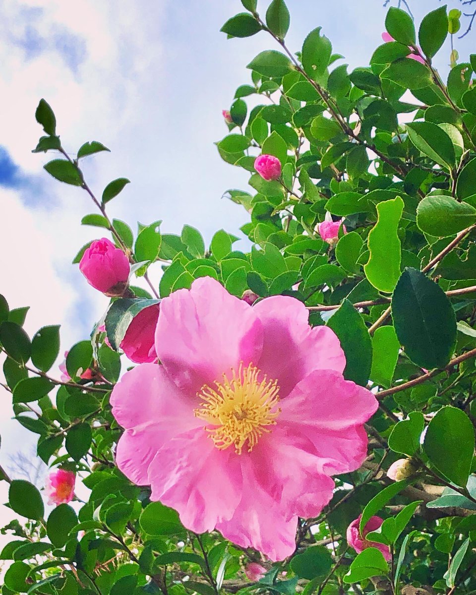 th8tt8's tweet photo. 七福神山茶花🌺🍀🌺 https://t.co/WkxKrlhT5B