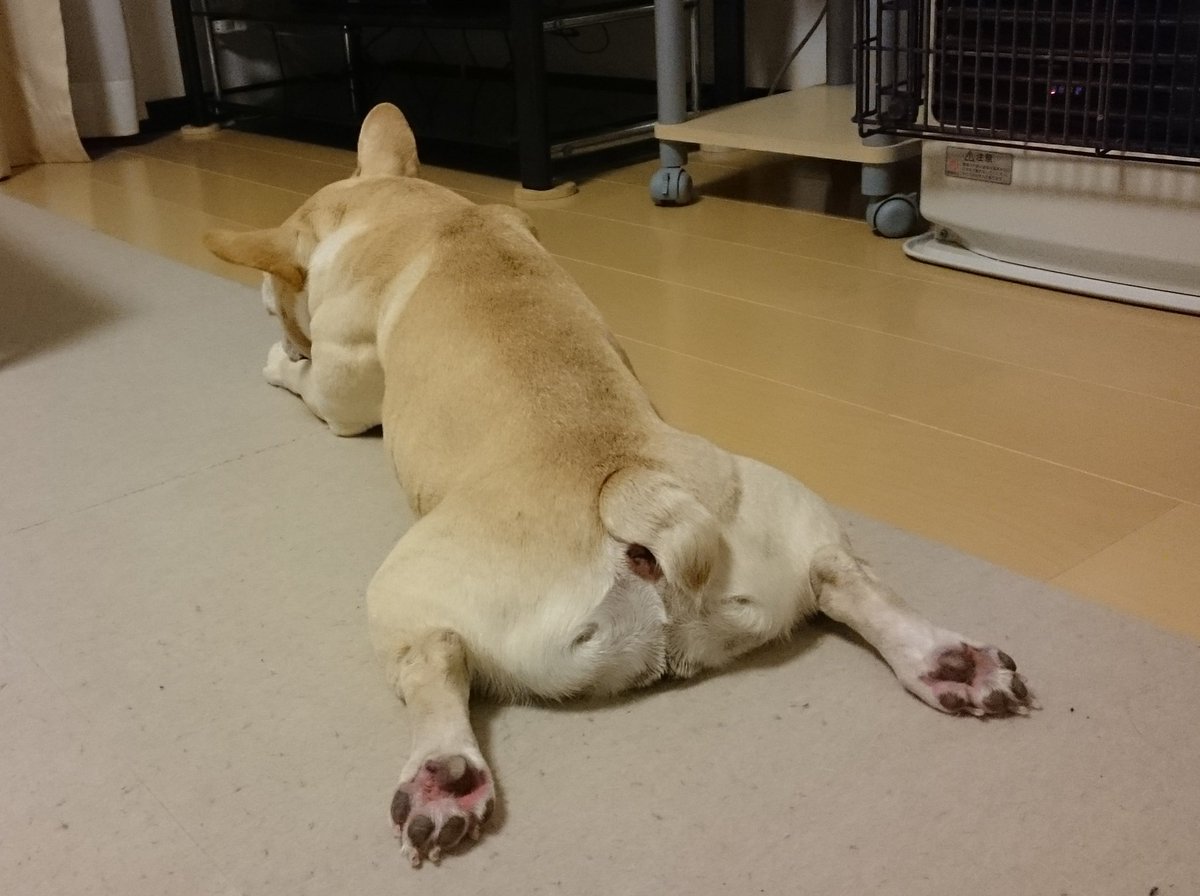 initial_kuro's tweet image. #2025年末バックショットグランプリ