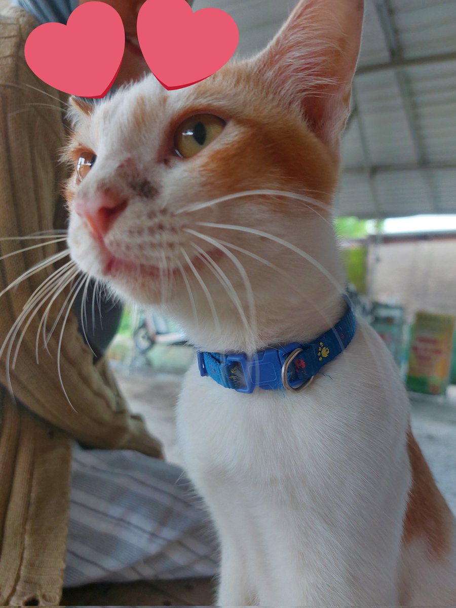 Jeya || anak pembaik tweet media