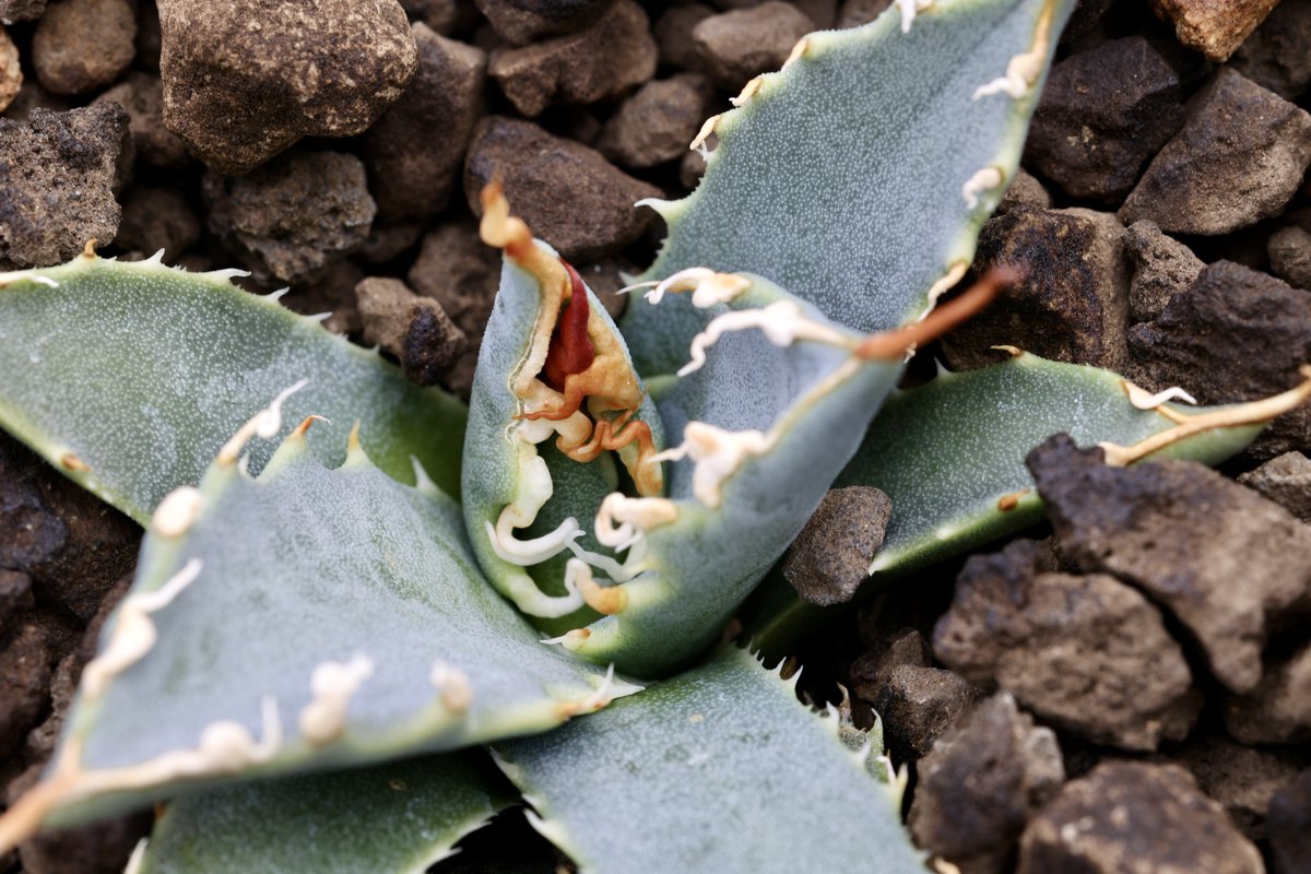 あむ@あむぷらんつ (@amuplants) / Posts / X