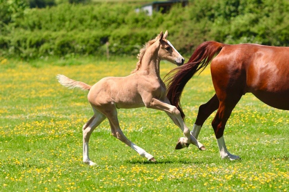 grooms_list's tweet image. JL141037 Merseyside – Junior Stud Groom required for Competition Stud 

*Single accommodation *5 day week *IRO £25k pa *Pets possible *Career opportunity
thegroomslist.co.uk/equine-jobs/14… 

#jobsinmerseyside #studwork #careersinbreedinghorses #thegroomslist #careeropportunity