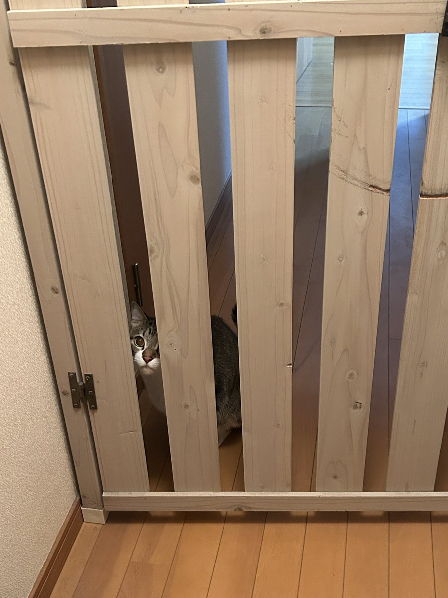 514jih's tweet photo. 実家帰ったら行く先々で猫が待ち構えててかわいい https://t.co/DTHSnZ5JAy