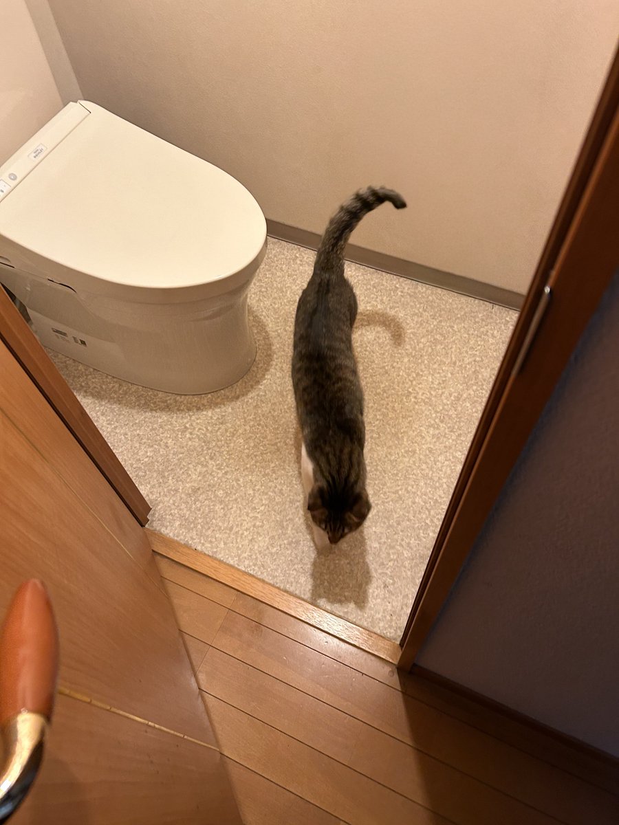 514jih's tweet photo. 実家帰ったら行く先々で猫が待ち構えててかわいい https://t.co/DTHSnZ5JAy