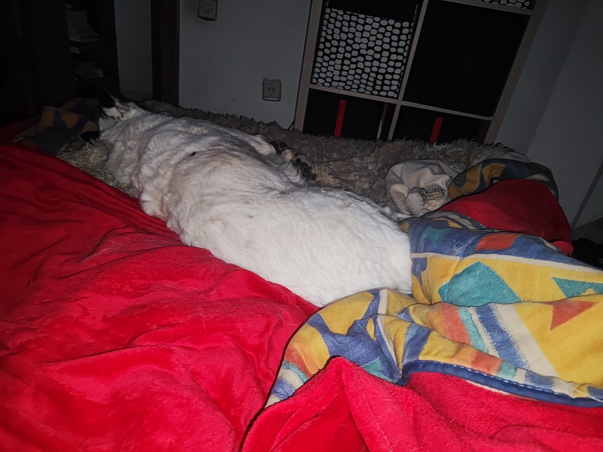 AliselWow's tweet image. Empiezo a pensar que realmente él me permite dormir en MI cama.