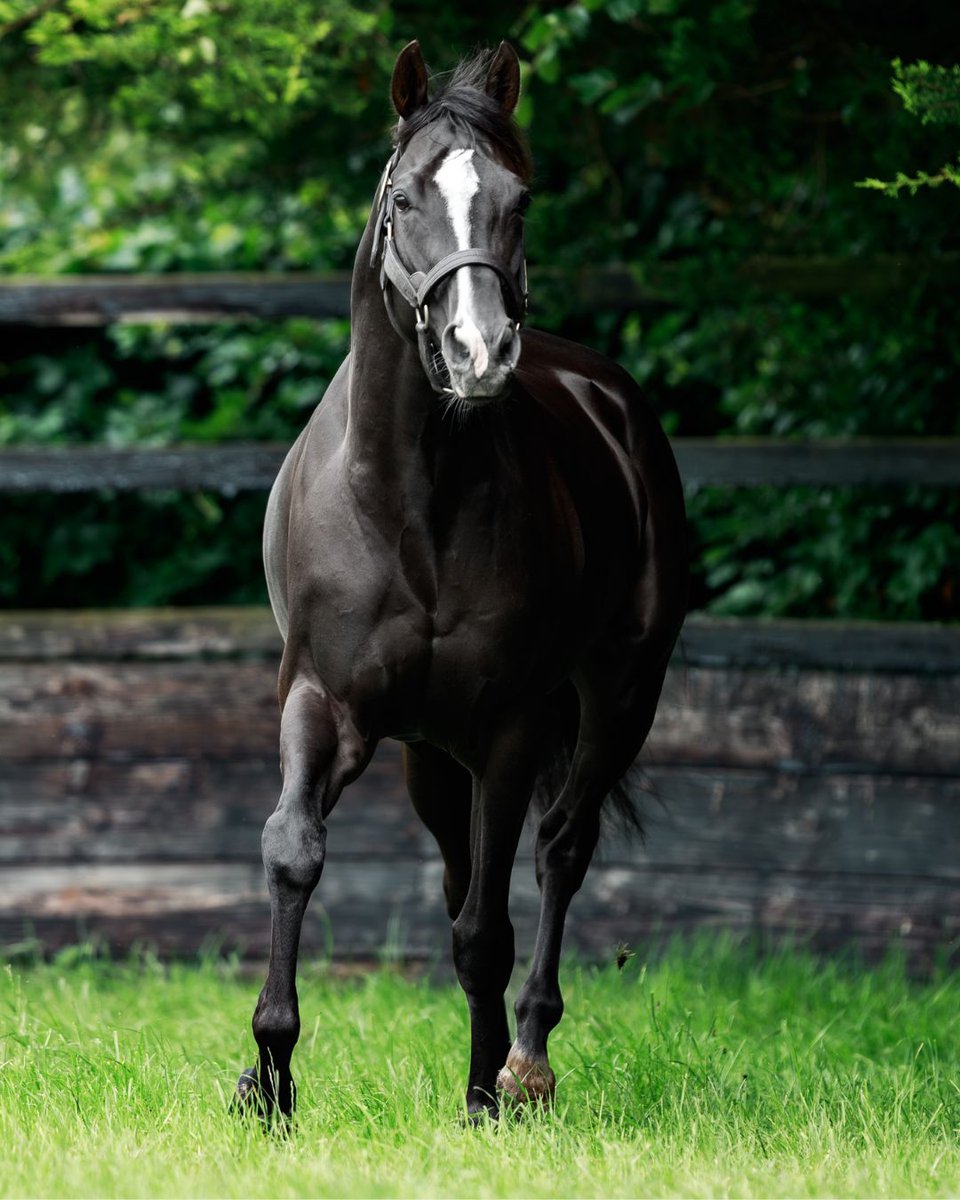 Did You Know? 👀

Since 1965, only the great Galileo and Nijinsky were faster from the home turn in the Derby than AUGUSTE RODIN!

A six-time Group 1 winner at 2,3, and 4 years, AUGUSTE RODIN is by Deep Impact (sire of Study Of Man) and from a fast damline that traces back to