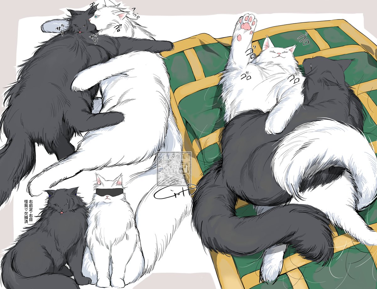 五夏猫
※欠損注意