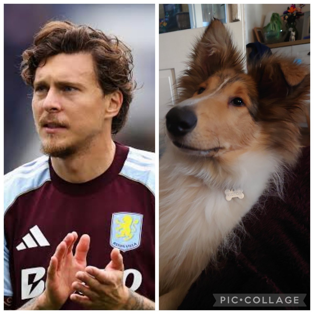 Lemonwilly's tweet photo. @villabone So good I named my new dog after him. Check the name tag. Victor Lindelöf &amp; Victor Lindelwoof. #avfc #utv @AVFCOfficial @vlindelof  💜💙🇸🇪🐕 https://t.co/KVtIrXbCcL