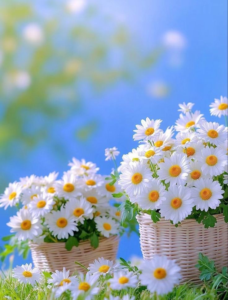 nature only (@mubeenmalikdk) on Twitter photo 