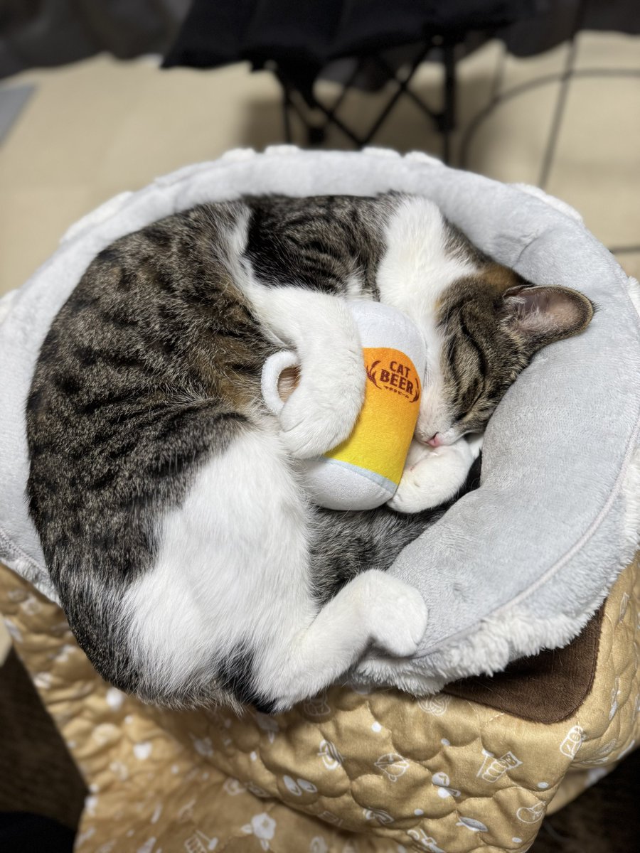 ぎんのねこ (@ginnonekoch) / Posts / X