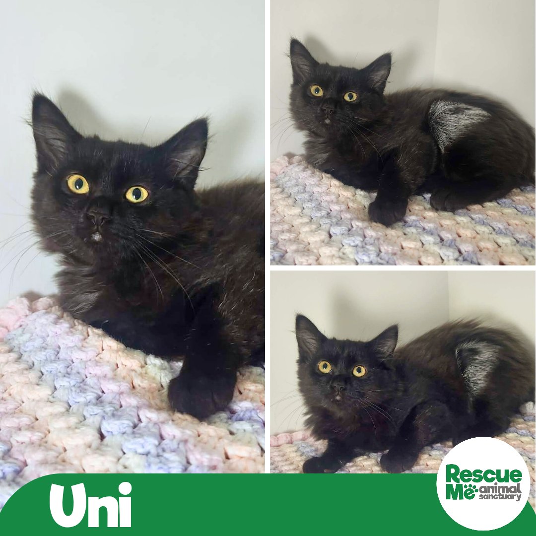 We have some absolutely beautiful black &amp; white kittens looking for their forever homes 😍 Some of them are camera shy but in person they're such loveable beauties 💚 ☎️ 07952017696 #AdoptDontShop #kitten #Liverpool #TuesdayFeeling