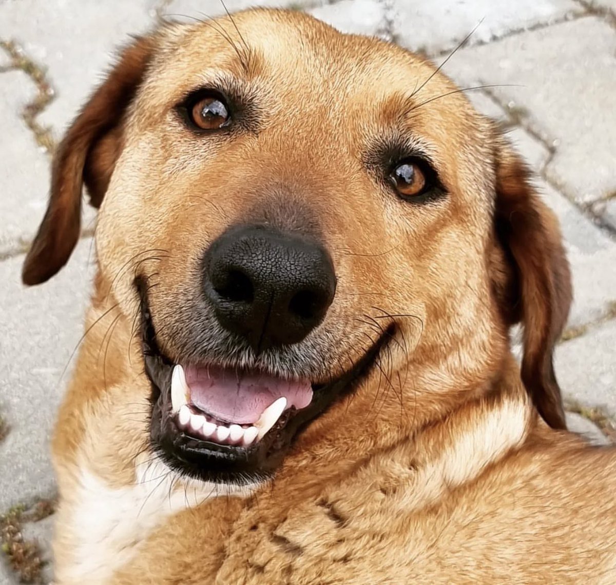 Ülkenin en güvenilir
En masum
En şerefli canlısı sokak hayvanlarıdır .