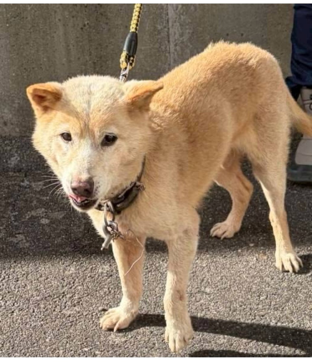 #拡散お願いします
迷い犬の飼い主さまを探しています
2025.12.26さぬき市寒川町石田西で保護
薄茶 オス
情報があれば至急ご連絡ください
宜しくお願いします
緊急連絡先08039256890オギタ
 #縁
 #動物愛護団体
 #保護犬
 #保護猫
 #迷い犬
 #迷い猫
 #犬猫ボランティア

instagram.com/p/DS3xOTBks8k/…