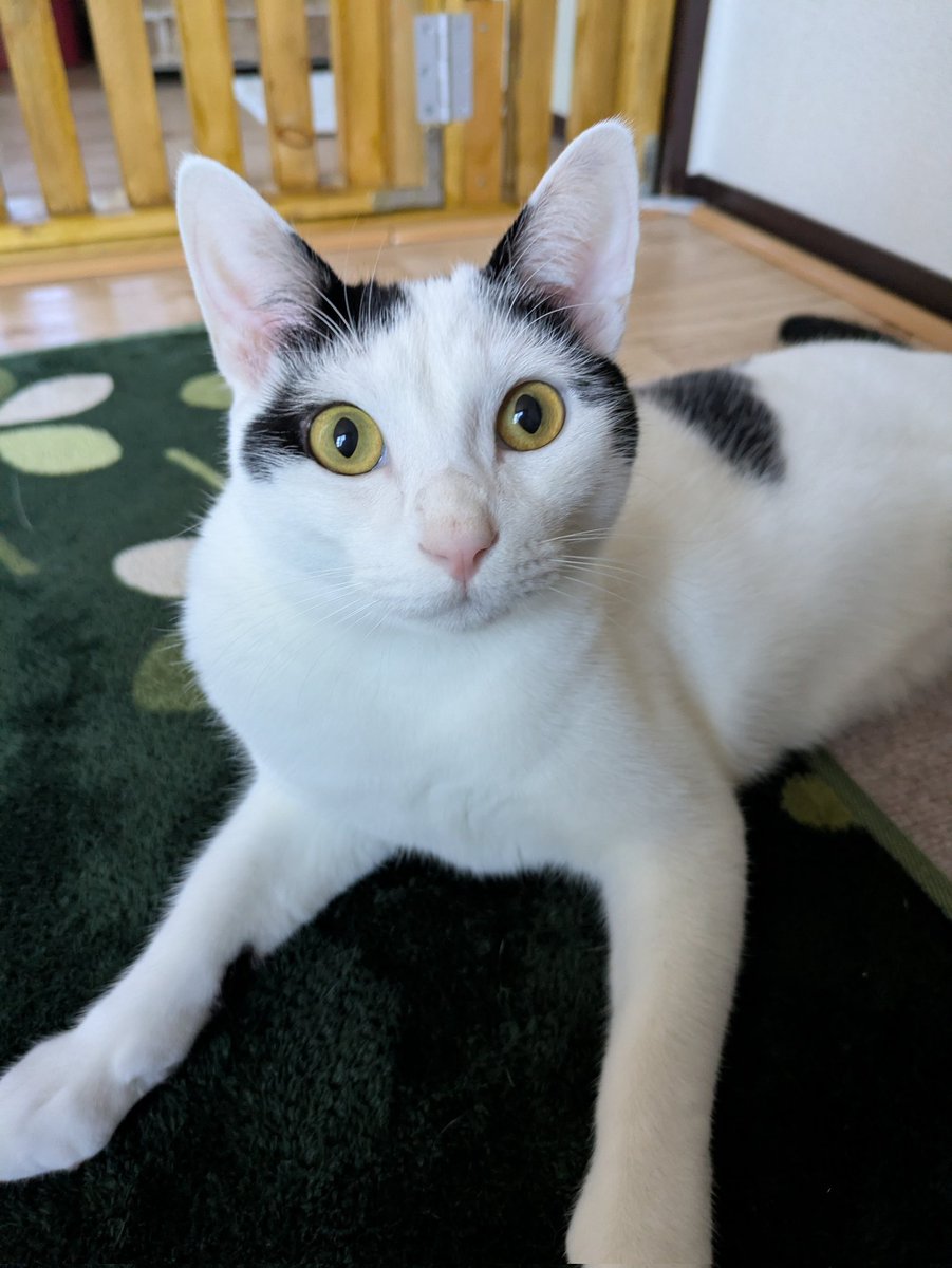 2025年は兎にも角にも育猫に追われた1年でした🐾
ここ数ヶ月でやっとお互いの生活ペースが掴めてきたかも💦

仕事面では素敵な出会いもあり、アクシデントがご縁に繋がったりと相変わらず面白い人生だなぁと思う今日この頃です。

2025年私と関わってくださった皆様に感謝申し上げます。

良いお年✨