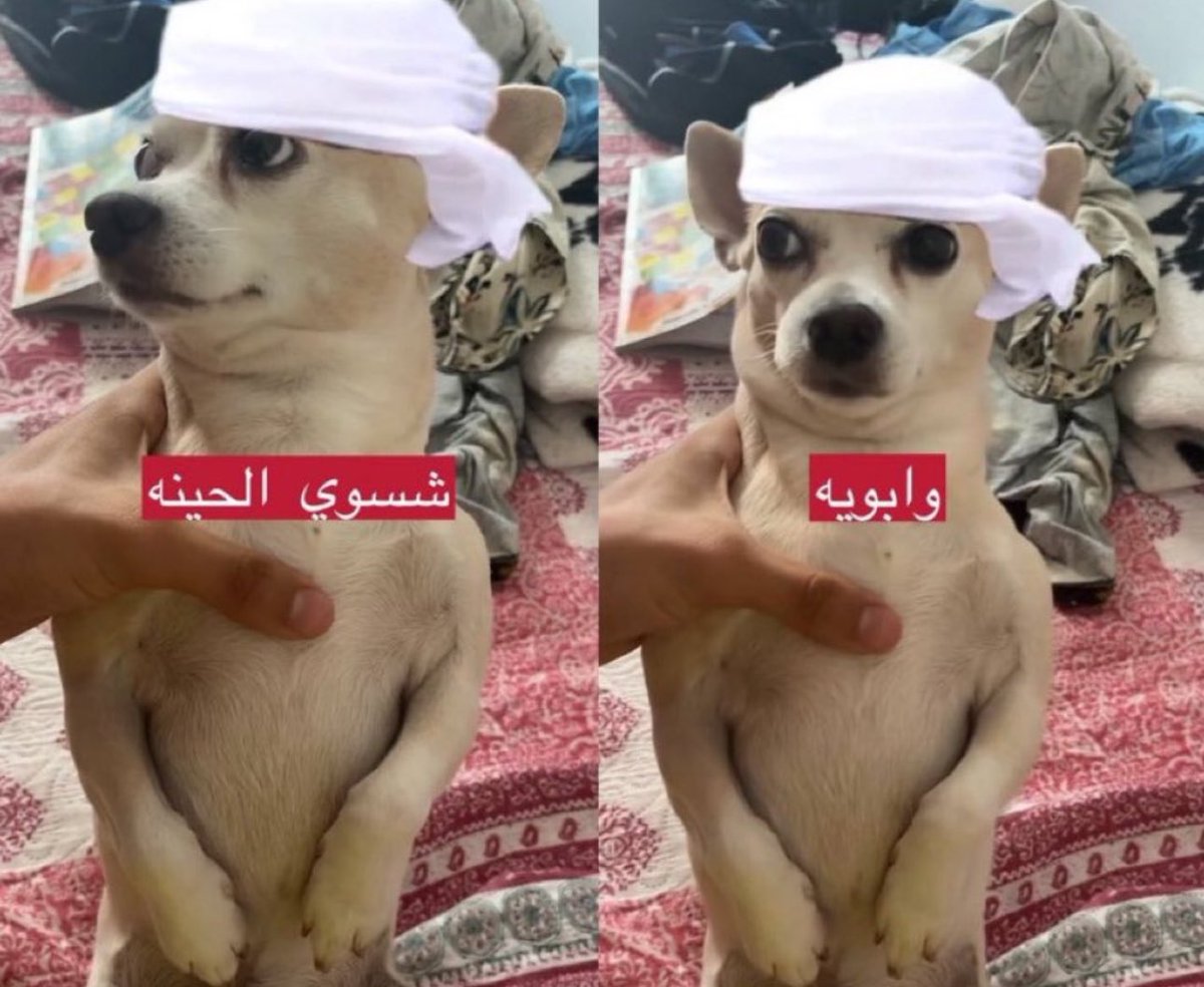 باسل . tweet media
