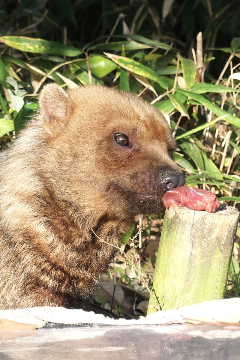 maruページ maruページ mAru。 (@v2911maru) / Posts / X