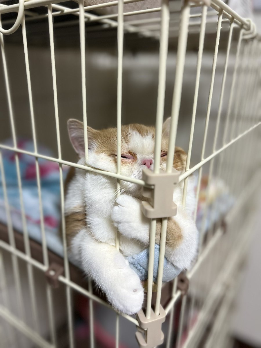 analyst_k_'s tweet image. 常陸牛イチボステーキとバルサミコサラダ〜オニオンソースとタイムの香り〜
(100点)
※息子は要望でステーキ丼に