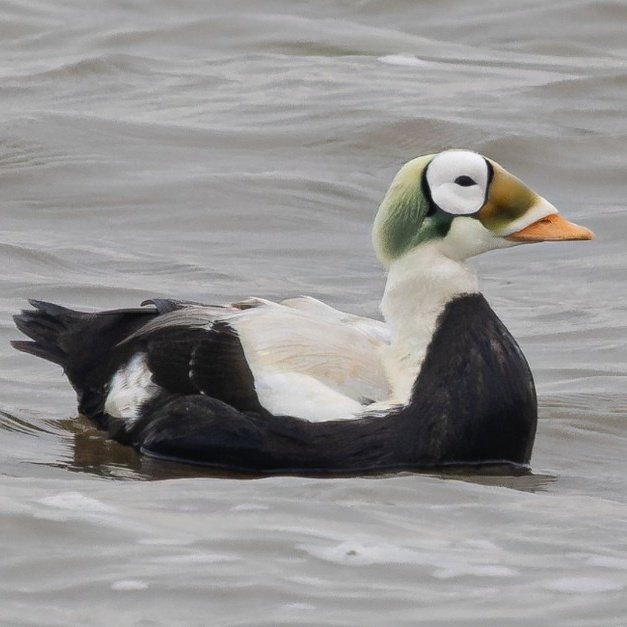 Sixrande's tweet image. 