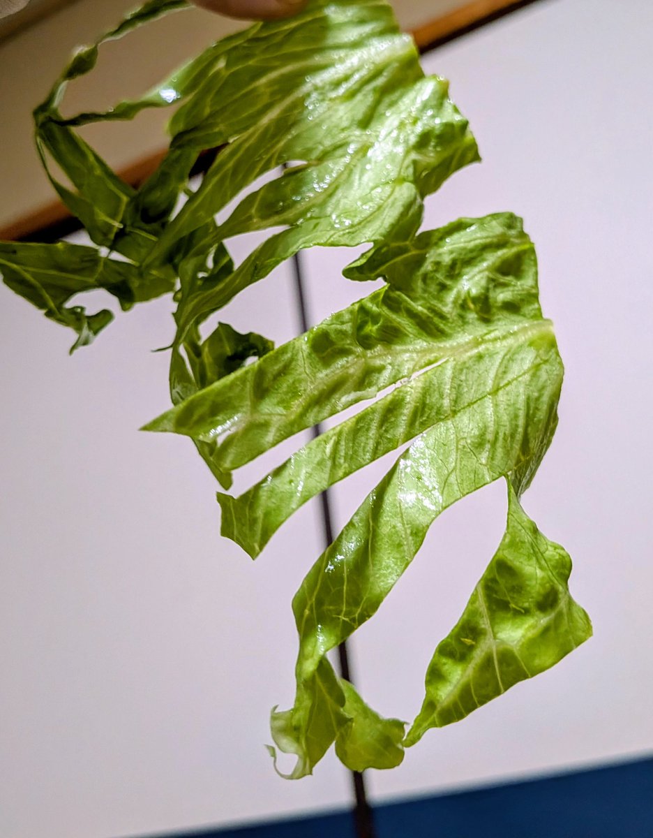 ちゃんと細切りしたつもりがww