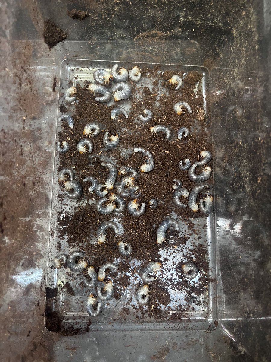 かぶちゃん tweet media