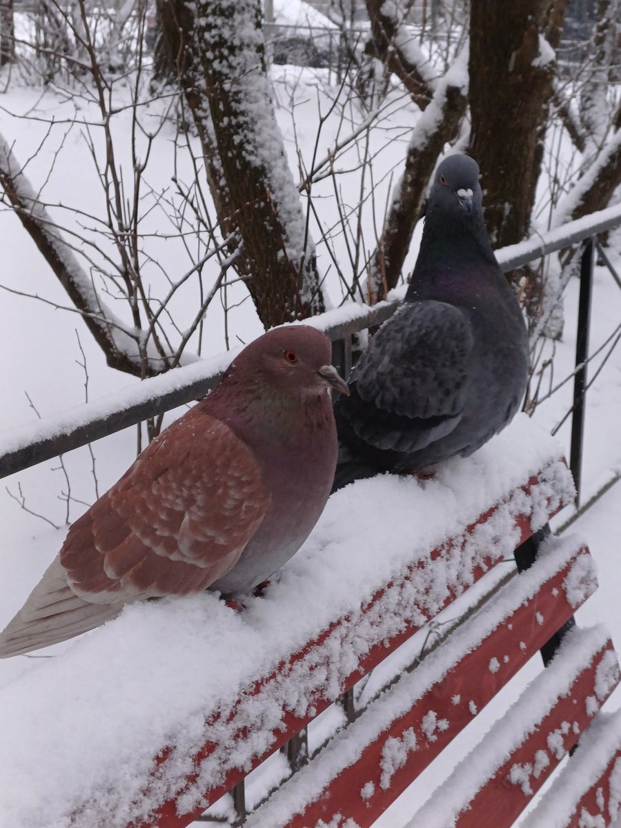 Garbage_Pigeon's tweet photo. https://t.co/L6EqDQM0J4