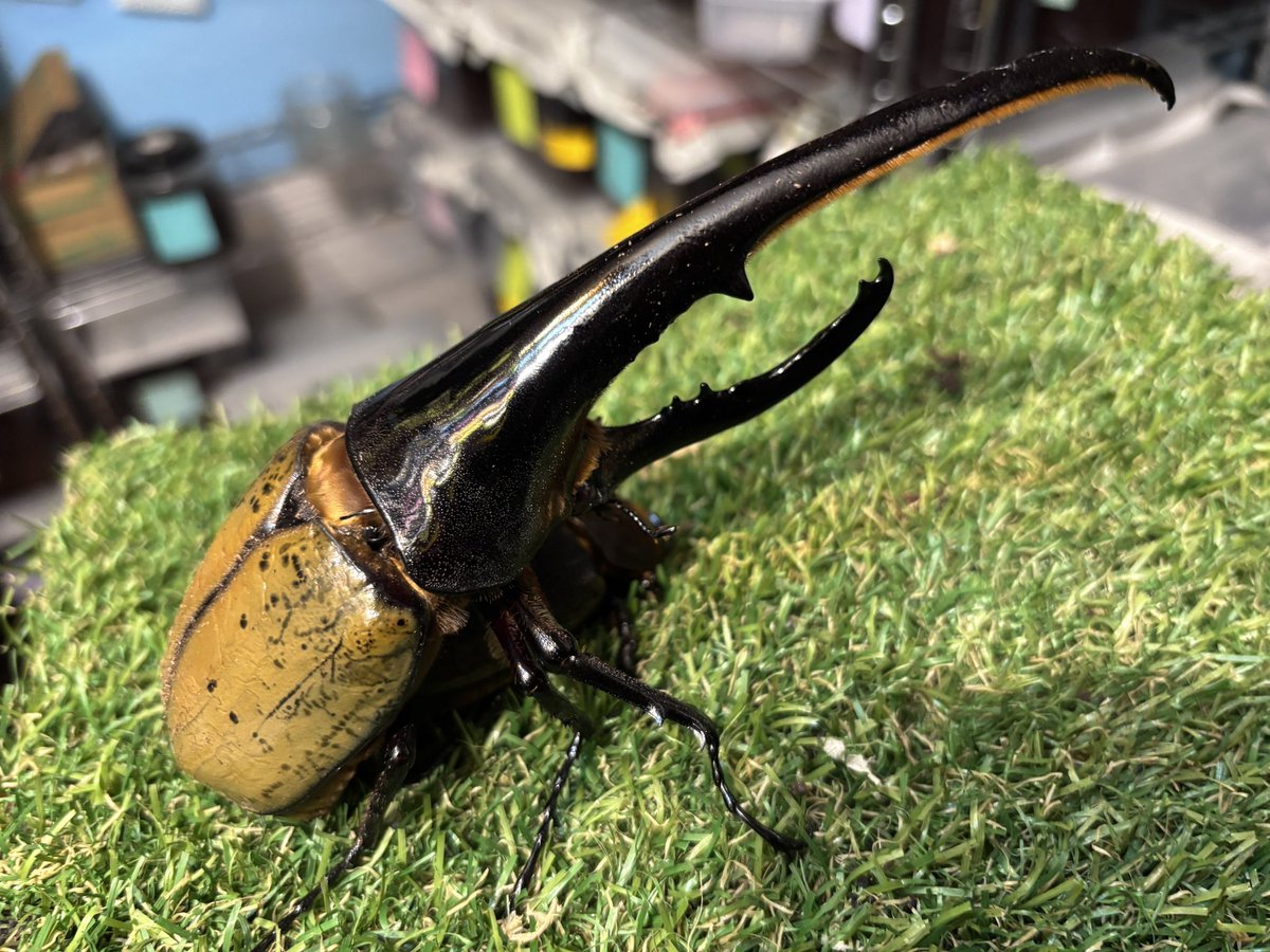 K-7】 (@morisimaisuki) / Posts / X