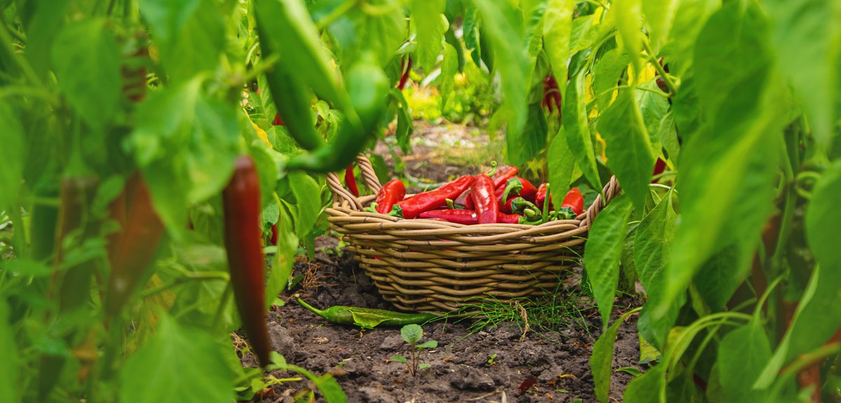 Cash crops open new markets for FPOs.

Odisha turmeric and ginger, Madhya Pradesh onion and garlic, and Telangana chilli and turmeric all have strong metro and inter state demand when planned well.

#FPO #AgriMarketing