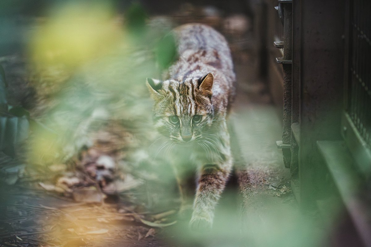 こんな小さなねこが野生種だという驚き。
これからの未来もずっと種が続いていきますように。

よこはま動物園ズーラシア
ツシマヤマネコ(コウ)