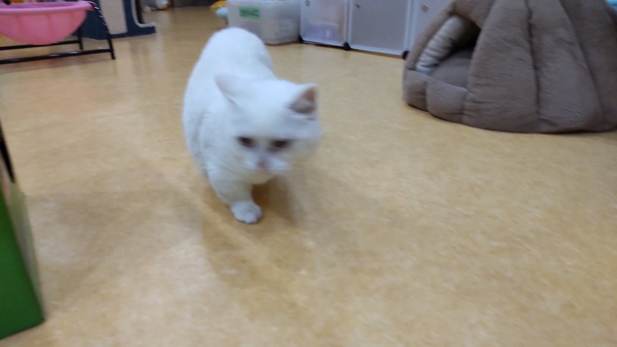 moahime7's tweet photo. 猫納めしてきました😺
保護猫カフェ鶴橋店さん@manchiTuruhashi にて https://t.co/GeMu503jK2