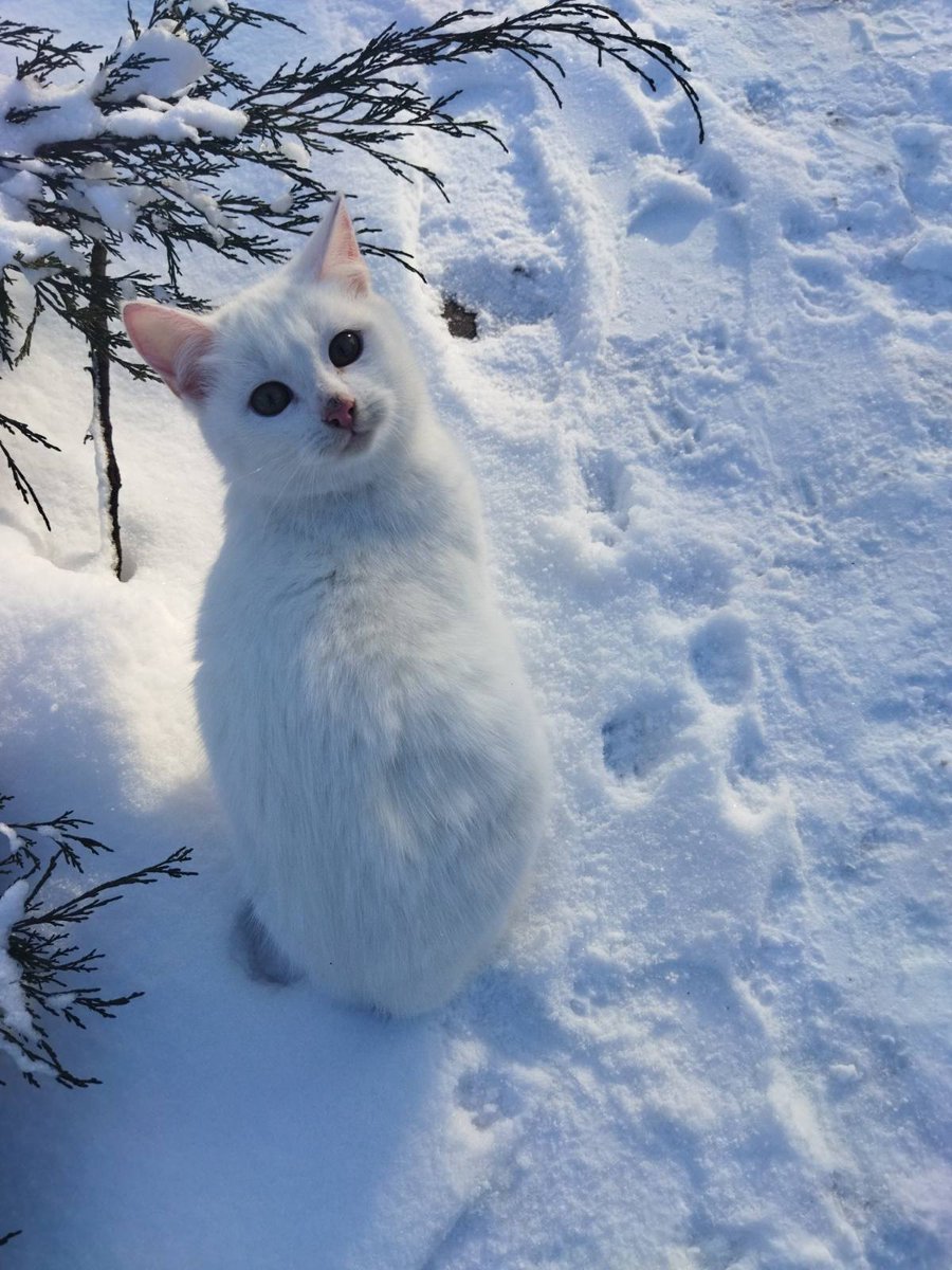 Кому котика? Чернігівська область