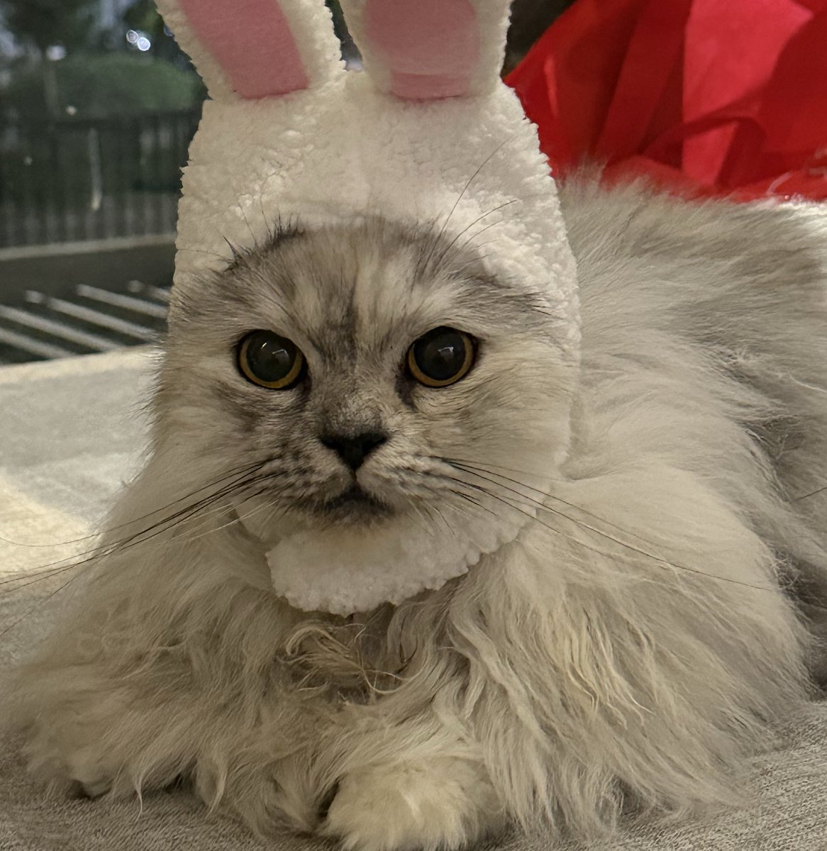 😾 Cece Bacem & ₘₑᵢₘₑᵢ tweet media