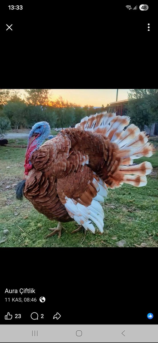 Yıllar önce kedi, köpek, tavuk, hindi, tavşan, keçi, koyun, keklik, kanarya, muhabbet kuşu ve bir çok hayvan beslemiştik fabrikanın bahçesinde. Babamdan bize geçmiştir hayvan sevgisi. Ben hiç bir hayvanı kesemem, kıyamam. Ancak protein ihtiyacı diye alıp yiyoruz.