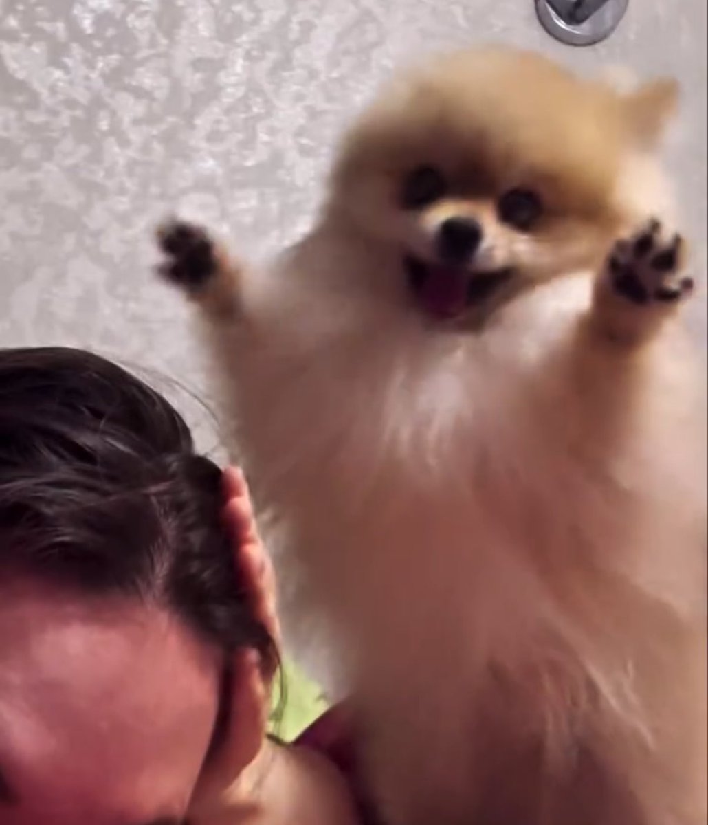 ポメころび❤️ 愚鈍 (@po_iz) / Posts / X