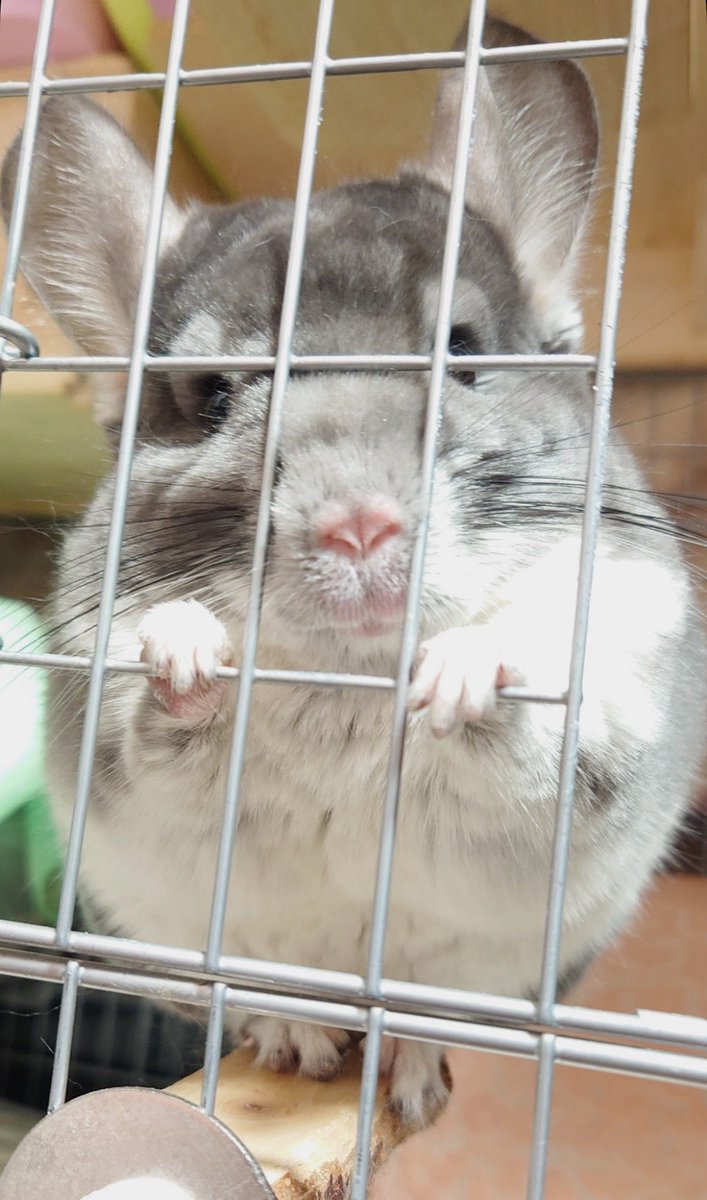 クマじいさん (@3UX7LKEdlvRVTTK) / Posts / X