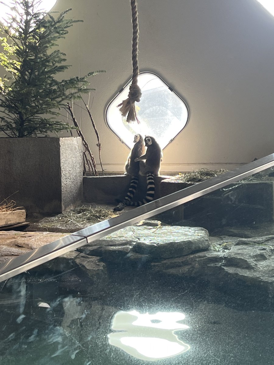 Aya_Ray_'s tweet photo. 先日の須磨シーが水族館納めになると思ってたんですが、縁あって駆け込み水族館できて、今年の水族館納めはニフレルとなりました！
今年は6か所も訪問できてホクホクでございます。
写真はニフレルの仲良しカップル
#ニフレル #水族館 https://t.co/DQFrJDG4K3
