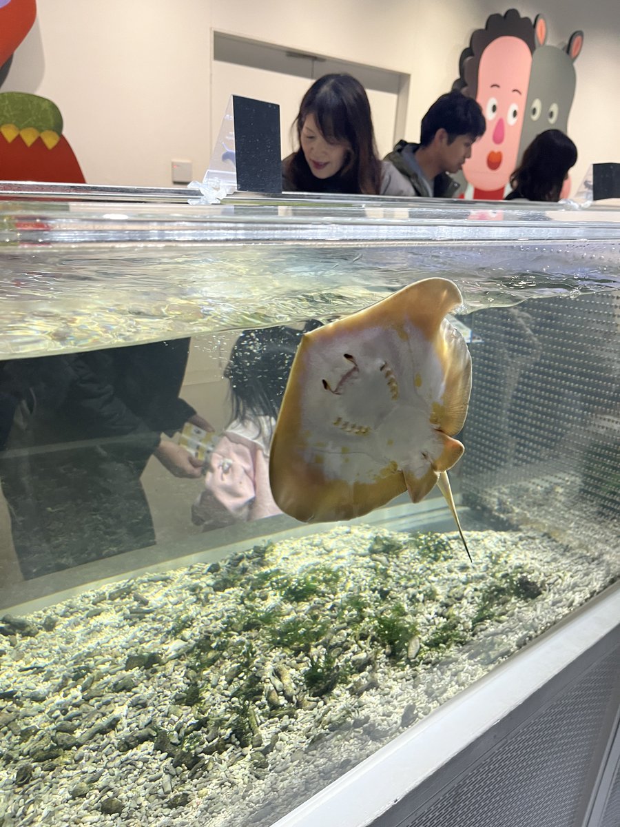 Aya_Ray_'s tweet photo. 6年ぶりにニフレルに行ってきたよ！
展示めちゃくちゃ変わってて楽しかった！エイがオンリーワンになり、水槽も縮小されててちょっと寂しかった🥲
#水族館 #ニフレル https://t.co/2nlAKuH5P7