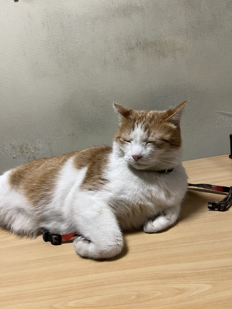 とらねこ🍺 (@chatoraneko) / Posts / X