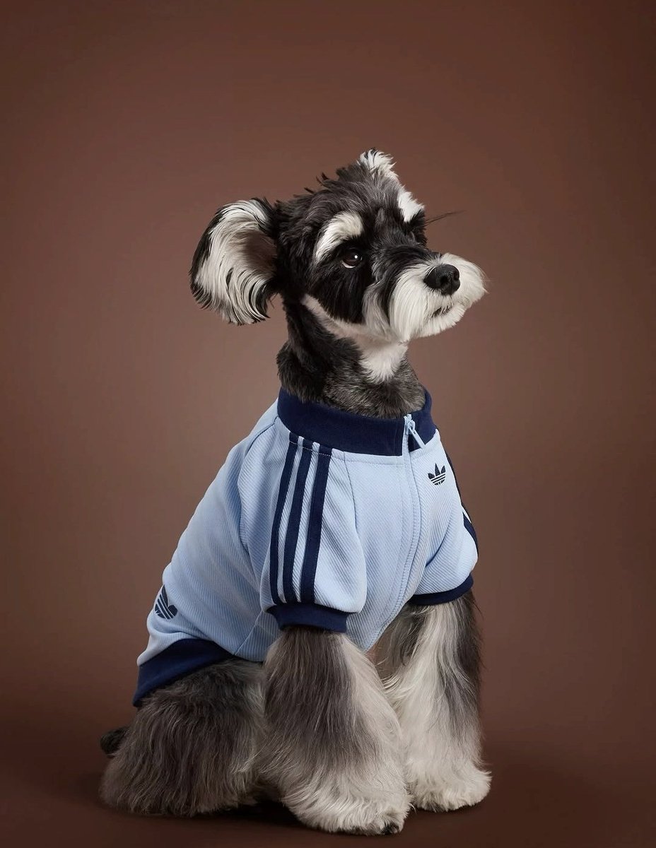 愛犬@ 51cbvF-PzaL.jpg_BO30,255,255,