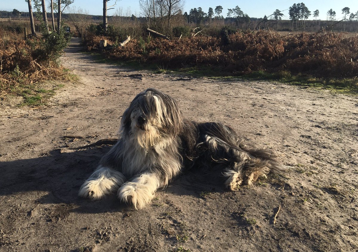 Morning walk at Thursley Common #ThursleyCommon #Surrey #NaturalEngland #ThePhotoHour <a href="/ExploreSurreyUK/">Explore Surrey's Countryside</a> <a href="/southeastNT/">National Trust South East</a> <a href="/SurreyWT/">Surrey Wildlife Trust</a> <a href="/NaturalEngland/">Natural England</a>
